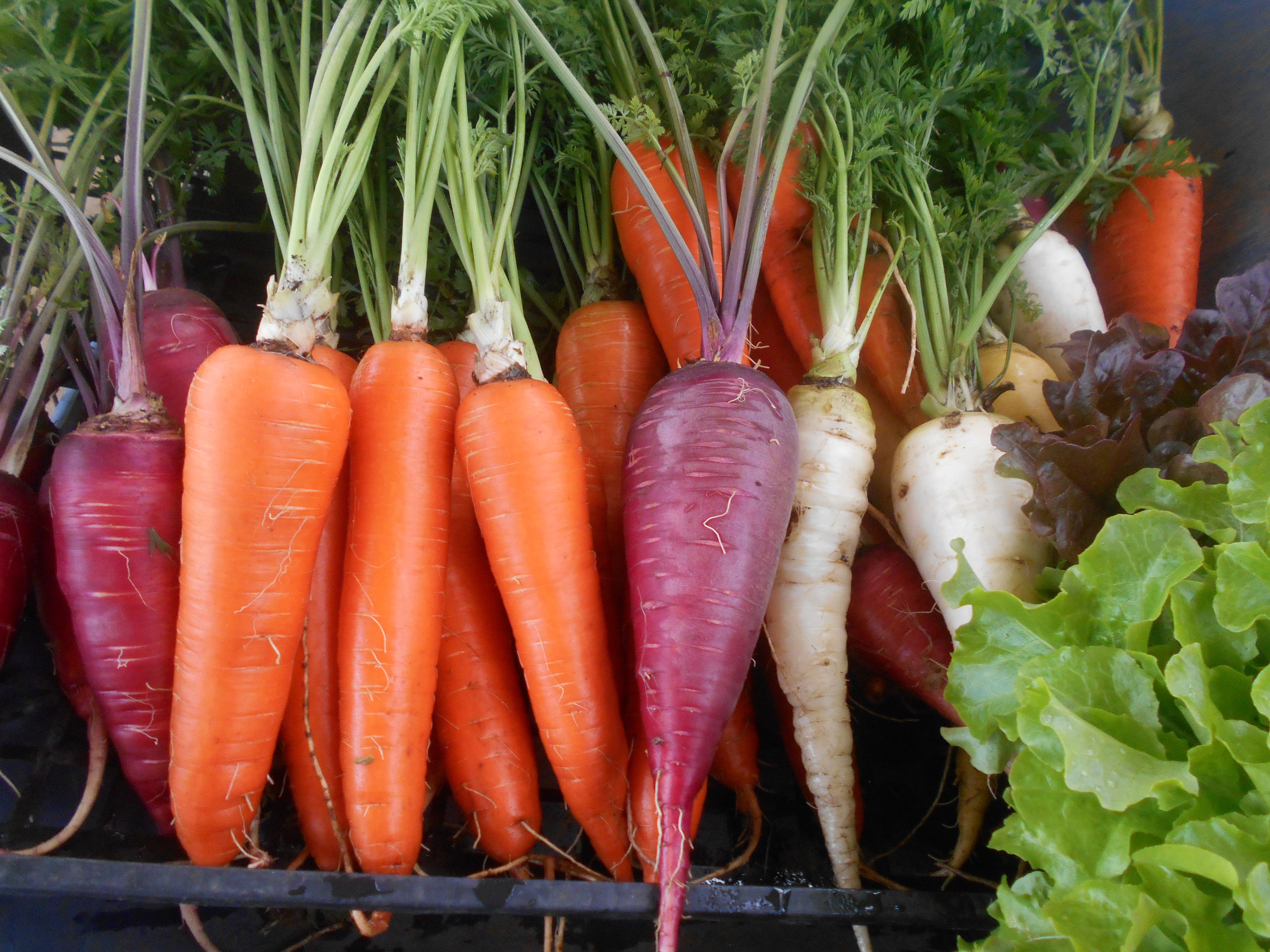 農場だより１１月１５日 金 有限会社 Mse